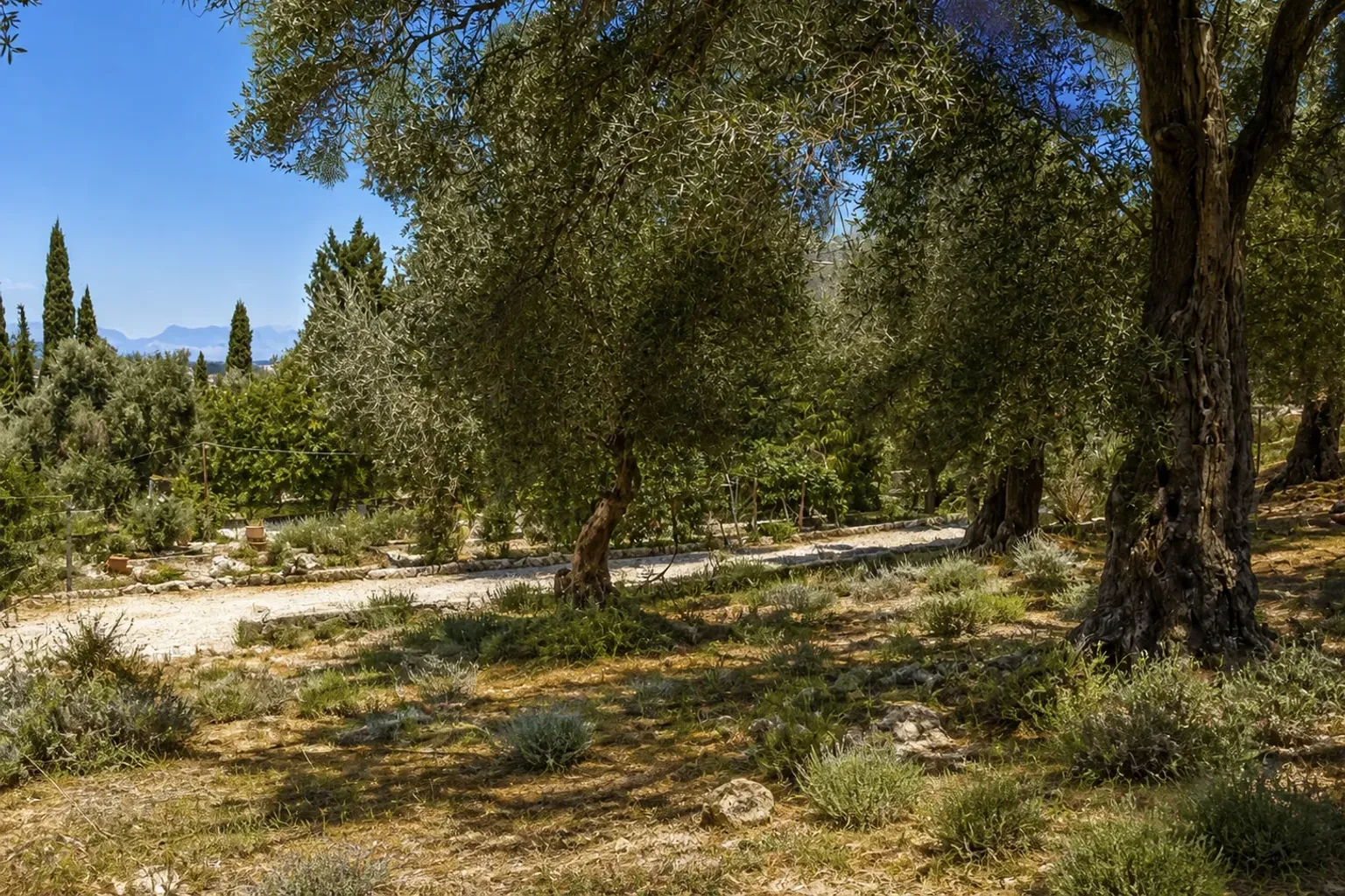 The olive grove at Casa Corfu, with a gravel path under the old trees and the mountains beyond. AI-generated renovation concept, not a photograph of the house today.